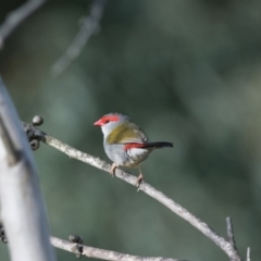 Neochmia temporalis (Red-browed Finch) at Penrose, NSW - 30 Nov 2018 by NigeHartley