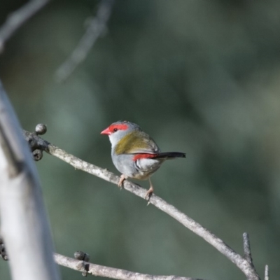 Neochmia temporalis (Red-browed Finch) at Penrose, NSW - 30 Nov 2018 by NigeHartley