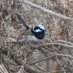 Malurus cyaneus (Superb Fairywren) at Penrose - 30 Nov 2018 by NigeHartley