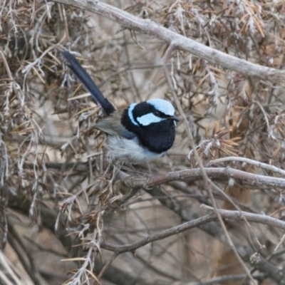 Malurus cyaneus (Superb Fairywren) at Penrose - 30 Nov 2018 by NigeHartley