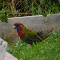 Platycercus elegans (Crimson Rosella) at Bermagui, NSW - 8 Sep 2018 by Jackie Lambert