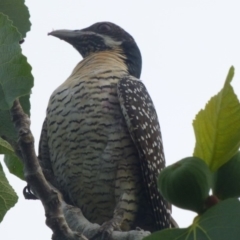 Eudynamys orientalis (Pacific Koel) at Bermagui, NSW - 23 Dec 2017 by JackieLambert