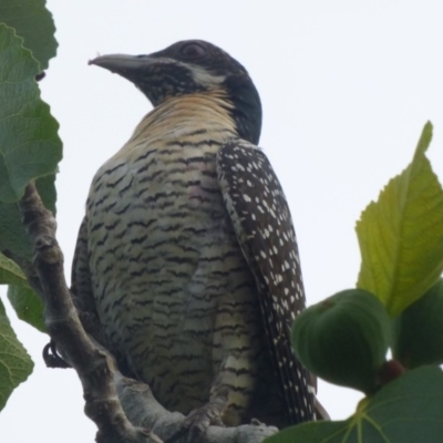 Eudynamys orientalis (Pacific Koel) at Bermagui, NSW - 23 Dec 2017 by JackieLambert