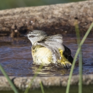 Acanthiza chrysorrhoa at Higgins, ACT - 2 Aug 2019