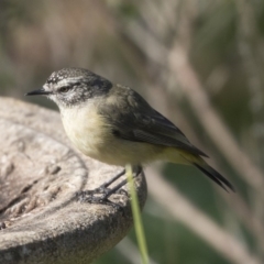 Acanthiza chrysorrhoa at Higgins, ACT - 2 Aug 2019 01:27 PM