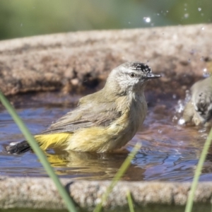 Acanthiza chrysorrhoa at Higgins, ACT - 2 Aug 2019