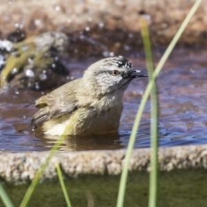 Acanthiza chrysorrhoa at Higgins, ACT - 2 Aug 2019