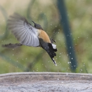 Acanthorhynchus tenuirostris at Higgins, ACT - 4 Aug 2019