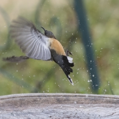 Acanthorhynchus tenuirostris (Eastern Spinebill) at Higgins, ACT - 4 Aug 2019 by Alison Milton