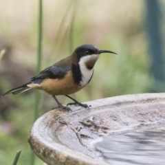 Acanthorhynchus tenuirostris at Higgins, ACT - 4 Aug 2019 10:14 AM