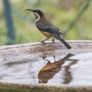 Acanthorhynchus tenuirostris at Higgins, ACT - 4 Aug 2019 10:14 AM