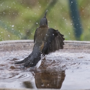 Acanthorhynchus tenuirostris at Higgins, ACT - 4 Aug 2019