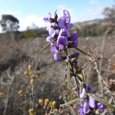 Hovea heterophylla (Common Hovea) at Yass River, NSW - 5 Aug 2019 by SenexRugosus