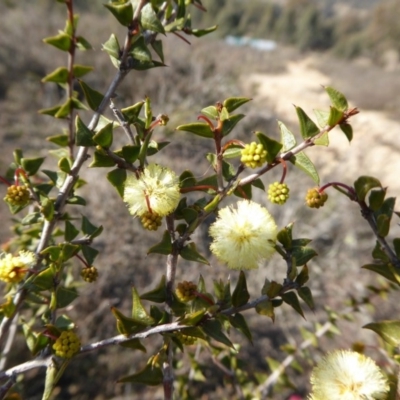 Acacia gunnii (Ploughshare Wattle) at Rugosa - 4 Aug 2019 by SenexRugosus