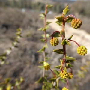 Acacia gunnii at Yass River, NSW - 5 Aug 2019