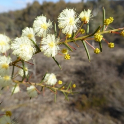 Acacia genistifolia (Early Wattle) at Yass River, NSW - 4 Aug 2019 by SenexRugosus