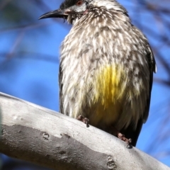 Anthochaera carunculata (Red Wattlebird) at Fyshwick, ACT - 17 Jul 2019 by jb2602