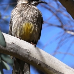 Anthochaera carunculata at Fyshwick, ACT - 17 Jul 2019