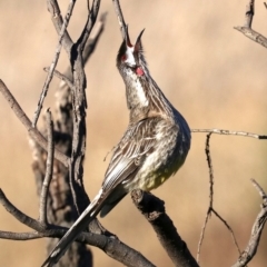 Anthochaera carunculata (Red Wattlebird) at Fyshwick, ACT - 1 Aug 2019 by jb2602