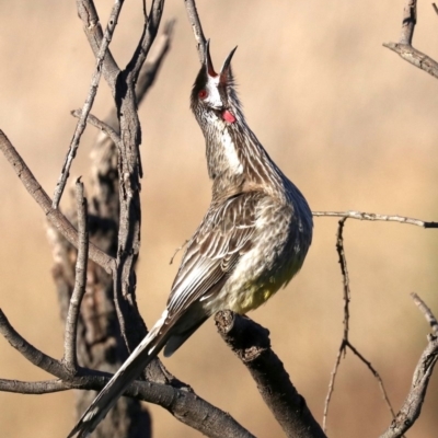 Anthochaera carunculata (Red Wattlebird) at Fyshwick, ACT - 1 Aug 2019 by jbromilow50