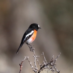 Petroica boodang (Scarlet Robin) at Rendezvous Creek, ACT - 1 Aug 2019 by jbromilow50