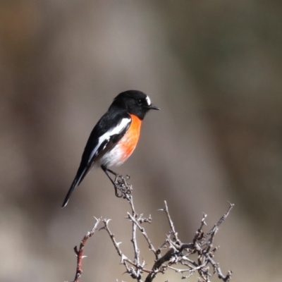 Petroica boodang (Scarlet Robin) at Rendezvous Creek, ACT - 1 Aug 2019 by jbromilow50