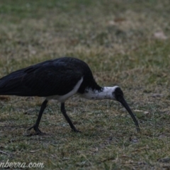 Threskiornis spinicollis (Straw-necked Ibis) at Hughes, ACT - 2 Aug 2019 by BIrdsinCanberra