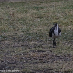 Threskiornis spinicollis at Hughes, ACT - 3 Aug 2019