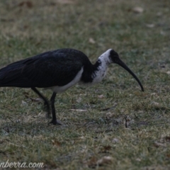 Threskiornis spinicollis at Hughes, ACT - 3 Aug 2019