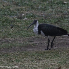 Threskiornis spinicollis at Hughes, ACT - 3 Aug 2019