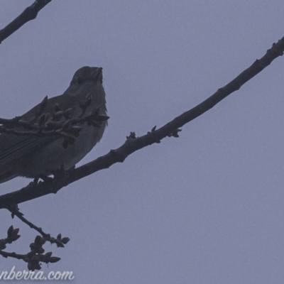 Colluricincla harmonica (Grey Shrikethrush) at Deakin, ACT - 2 Aug 2019 by BIrdsinCanberra