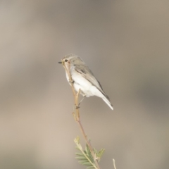 Microeca fascinans (Jacky Winter) at Michelago, NSW - 4 Aug 2019 by Illilanga