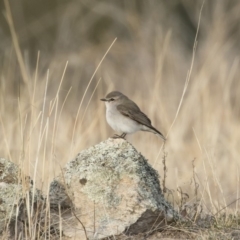 Microeca fascinans at Michelago, NSW - 4 Aug 2019 04:31 PM