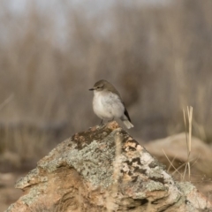 Microeca fascinans at Michelago, NSW - 4 Aug 2019