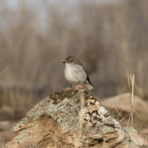 Microeca fascinans at Michelago, NSW - 4 Aug 2019