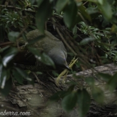 Ptilonorhynchus violaceus (Satin Bowerbird) at Federal Golf Course - 3 Aug 2019 by JonSteinbeck