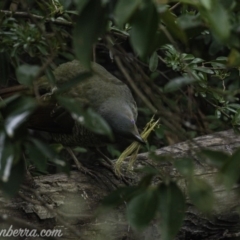 Ptilonorhynchus violaceus (Satin Bowerbird) at Hughes, ACT - 2 Aug 2019 by BIrdsinCanberra