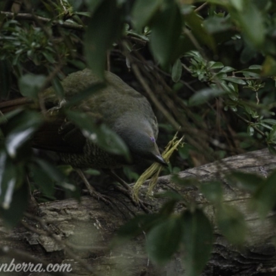 Ptilonorhynchus violaceus (Satin Bowerbird) at Federal Golf Course - 3 Aug 2019 by JonSteinbeck