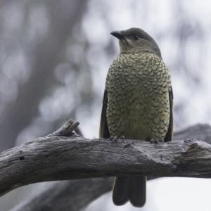 Ptilonorhynchus violaceus at Hughes, ACT - 3 Aug 2019