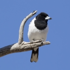 Cracticus nigrogularis (Pied Butcherbird) at Michelago, NSW - 2 Aug 2019 by Illilanga