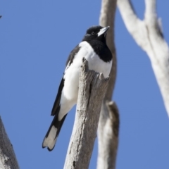 Cracticus nigrogularis at Michelago, NSW - 2 Aug 2019