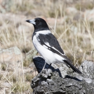 Cracticus nigrogularis at Michelago, NSW - 2 Aug 2019