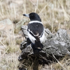 Cracticus nigrogularis at Michelago, NSW - 2 Aug 2019