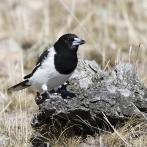 Cracticus nigrogularis at Michelago, NSW - 2 Aug 2019