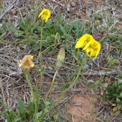 Goodenia pinnatifida (Scrambled Eggs) at Franklin, ACT - 24 Oct 2018 by JanetRussell