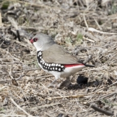 Stagonopleura guttata at Michelago, NSW - suppressed