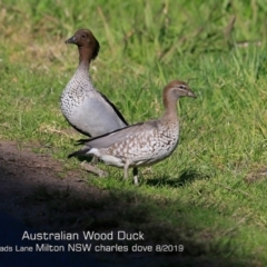 Chenonetta jubata (Australian Wood Duck) at Milton, NSW - 2 Aug 2019 by CharlesDove