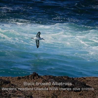 Thalassarche melanophris (Black-browed Albatross) at Ulladulla, NSW - 29 Jul 2019 by Charles Dove