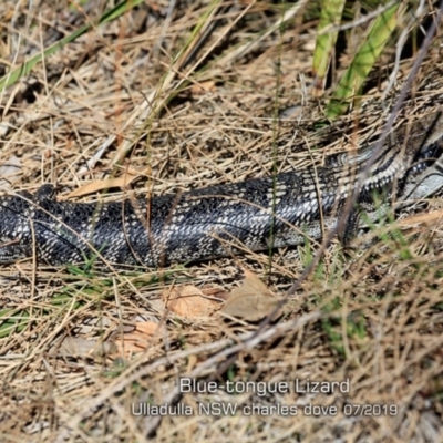 Tiliqua scincoides scincoides (Eastern Blue-tongue) at Ulladulla - Warden Head Bushcare - 29 Jul 2019 by Charles Dove