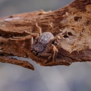 Isopedella sp. (genus) at Molonglo River Reserve - 31 Jul 2019